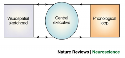 Imagem do post Working memory: looking back and looking forward